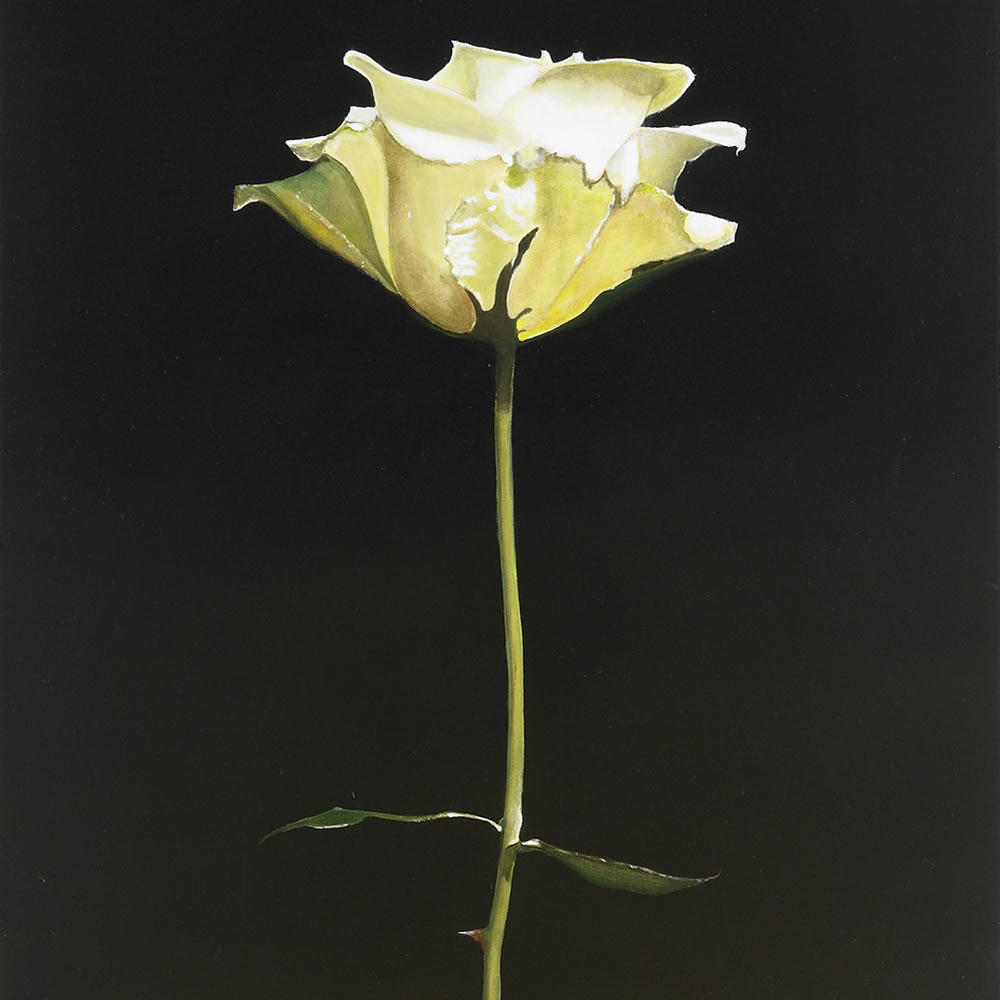 A white Rose, Oil on panel, 60x30 cm